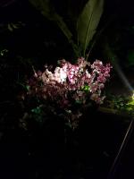 Albums/20200303-Kew Gardens/29